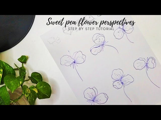 How to draw flowers how to draw sweet peas flower perspectives step by step tutorial