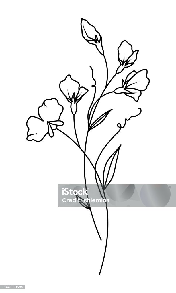 Sweet pea april birth month flower illustration stock illustration