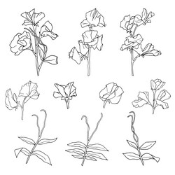 Sweet pea flower line drawing vector images