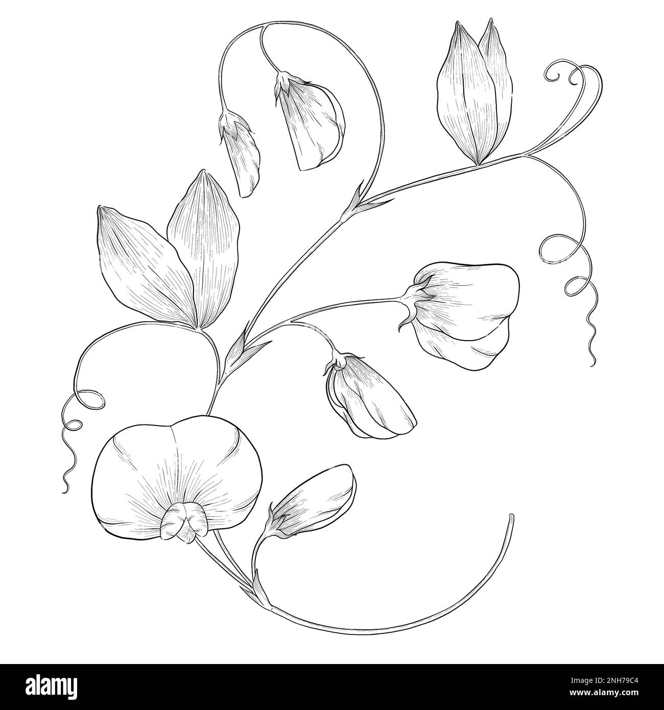 Pea botanical illustration cut out stock images pictures