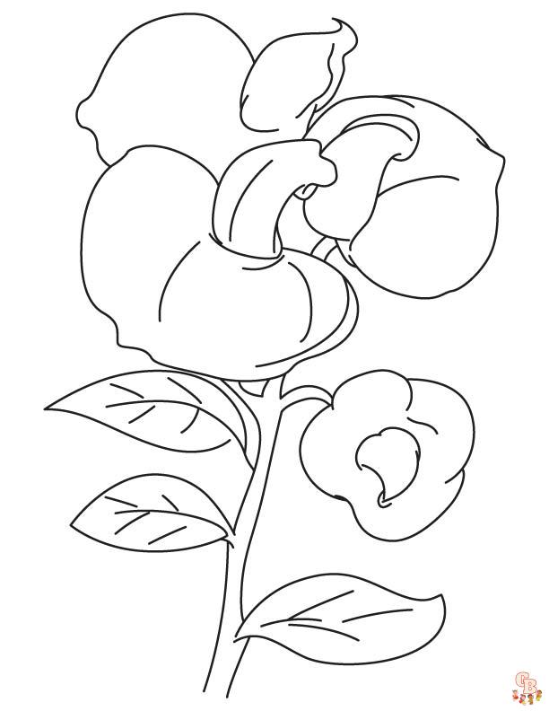 Sweet pea coloring pages printable and free coloring sheets