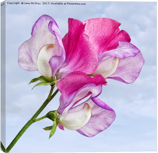Sweet pea picture canvas wall art in colour by jane mcilroy