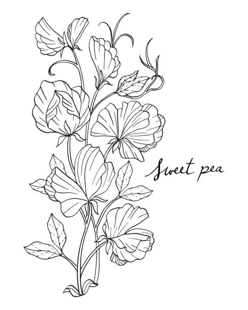 Sweet pea flower stock illustrations royalty