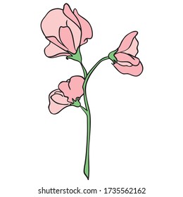 Sweet pea flower drawing images stock photos d objects vectors
