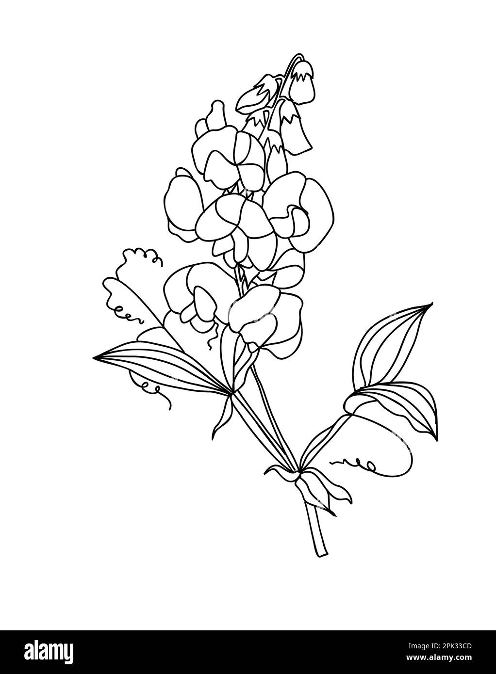 Sweet pea flowers black and white stock photos images
