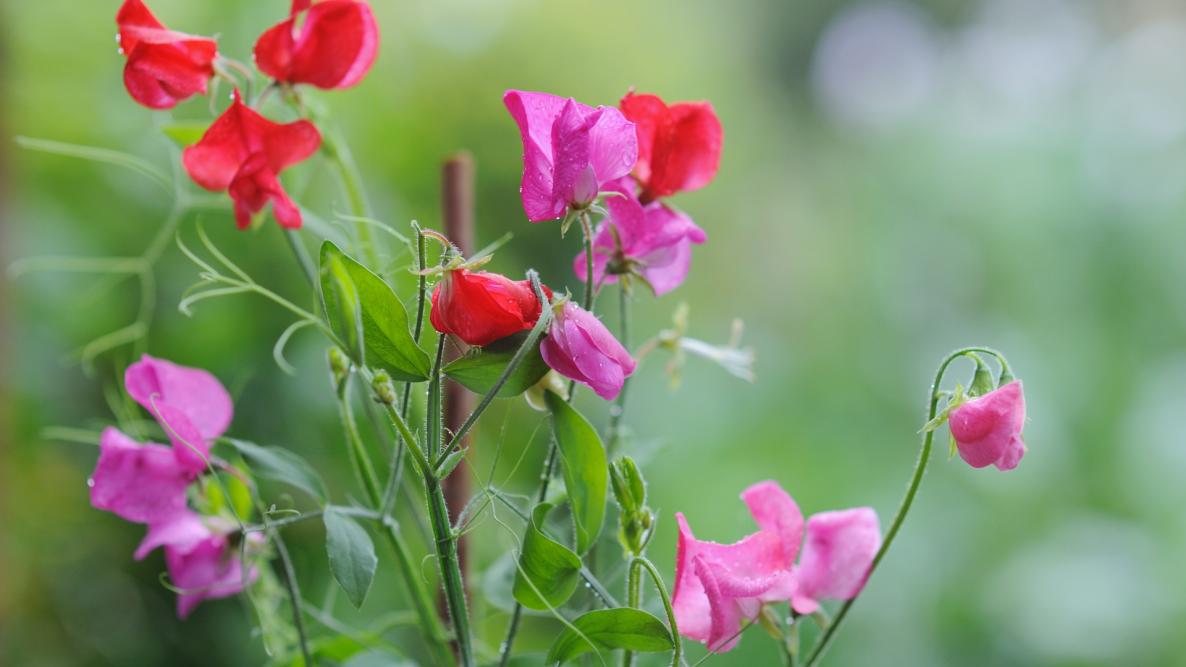 Sweet peas how to plant grow and care for sweet pea flowers the old farmers