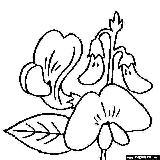 Beautiful sweet pea flower coloring pages