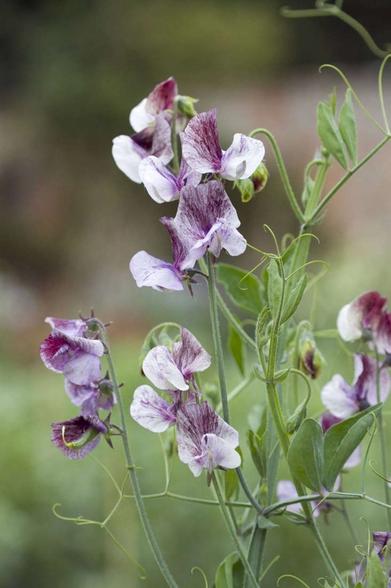 Gardening sweetpeas