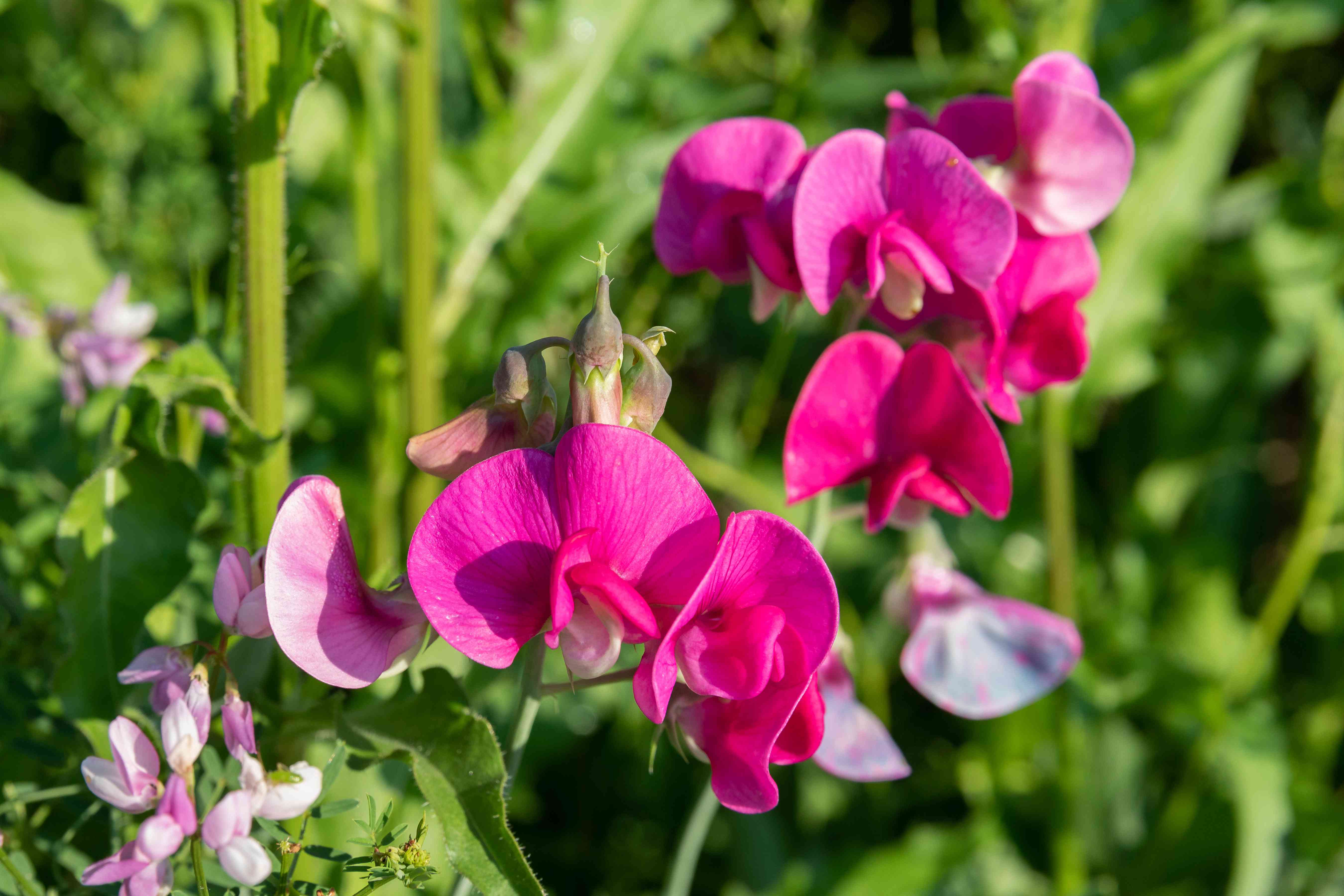 Sweet pea flowers planting care growing guide