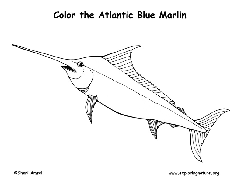 Marlin atlantic blue coloring page