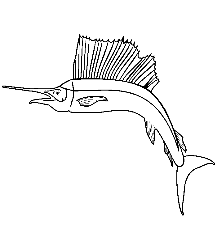 Sailfish coloring page a realistic sailfish drawing