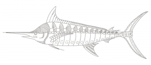 Marlin fish coloring page