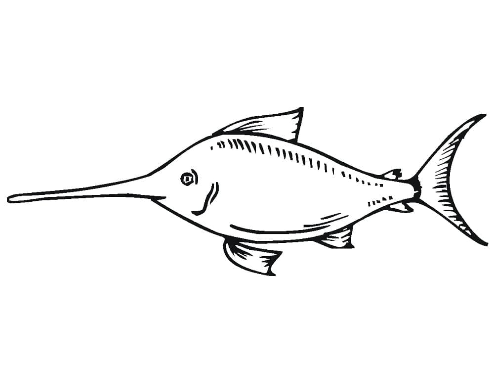 Small swordfish coloring page