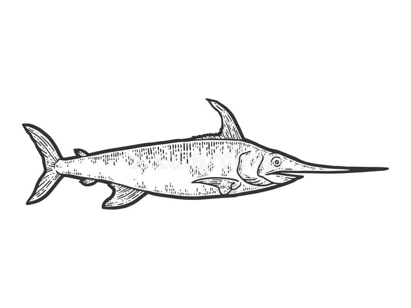 Swordfish coloring stock illustrations â swordfish coloring stock illustrations vectors clipart