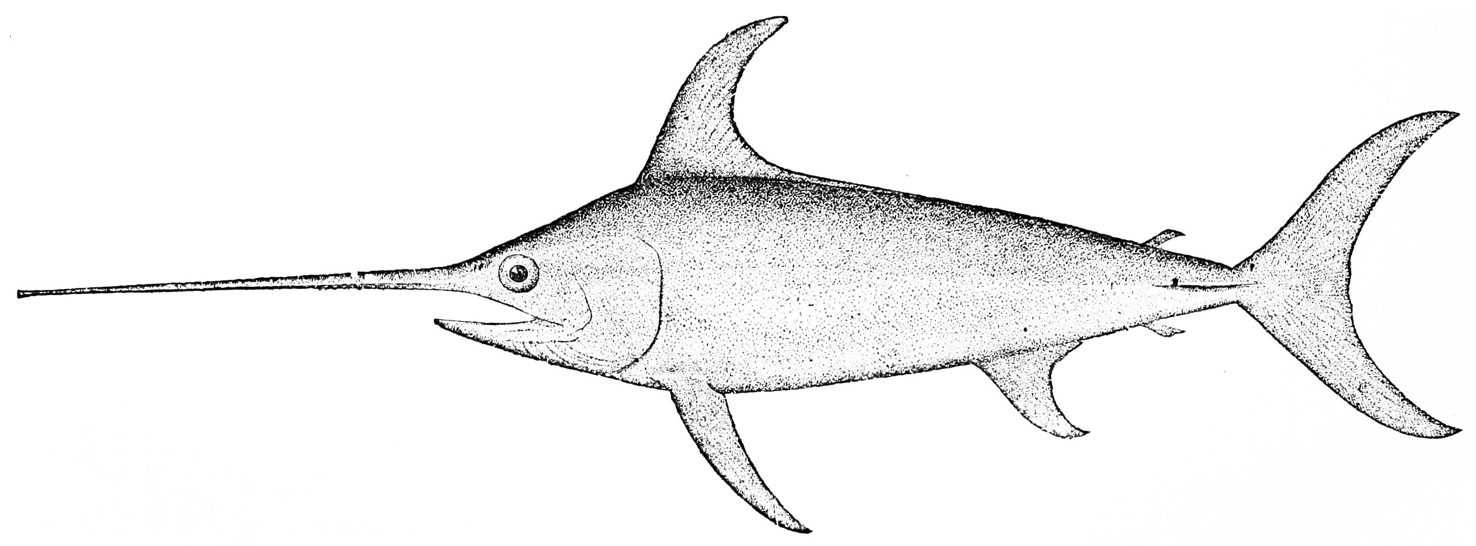 Filepsm v d swordfishjpg