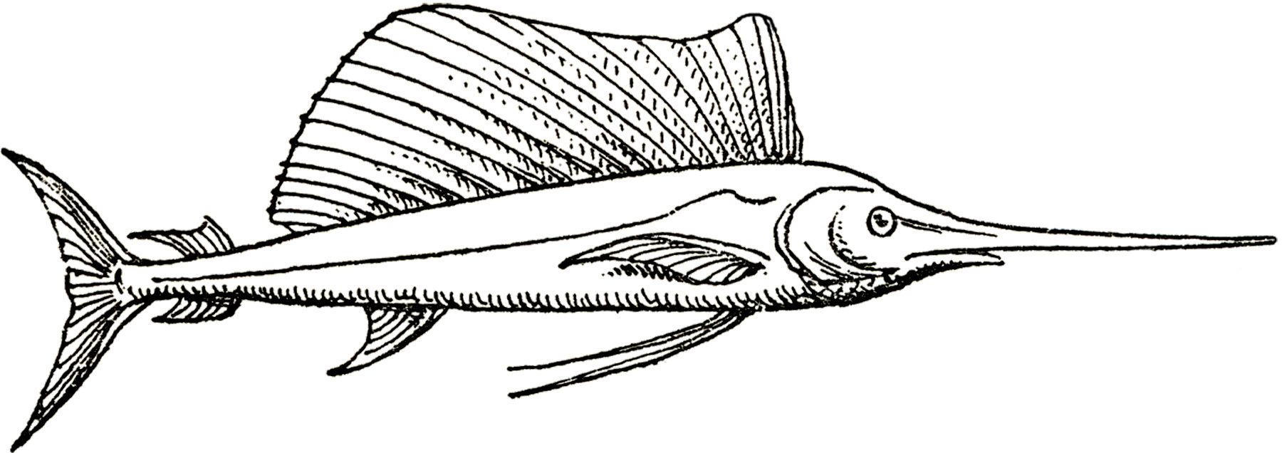 Whimsical fish illustrations fish illustration illustration fish drawings