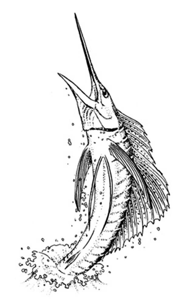 Sailfish is a swordfish coloring page color luna coloring pages sillouette art fish artwork