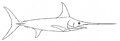 Swordfish