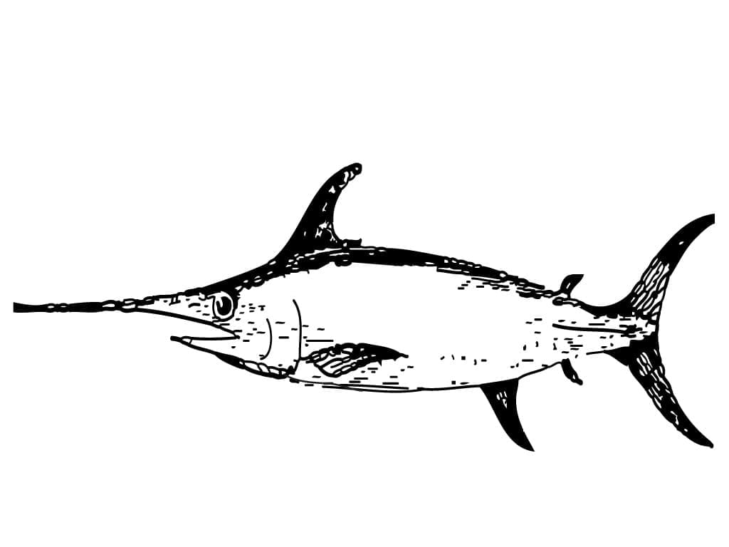 Swordfish coloring pages