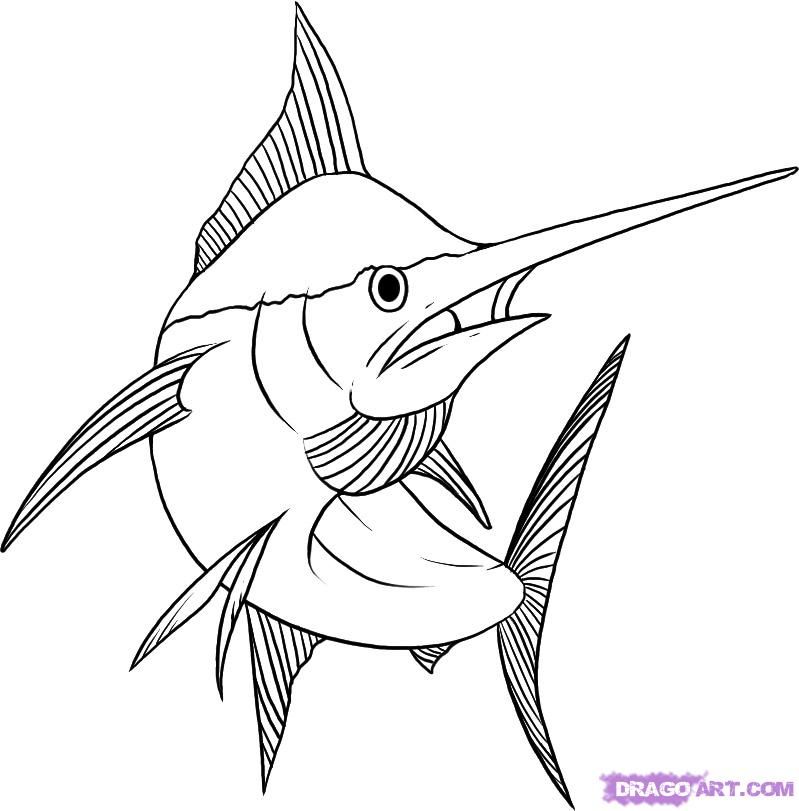 How to draw a marlin step drawings sea creatures drawing fish art