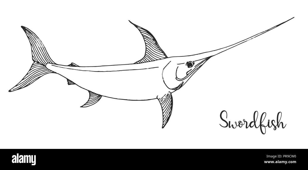 Hand drawn swordfish vector illustration in sketch style stock vector image art