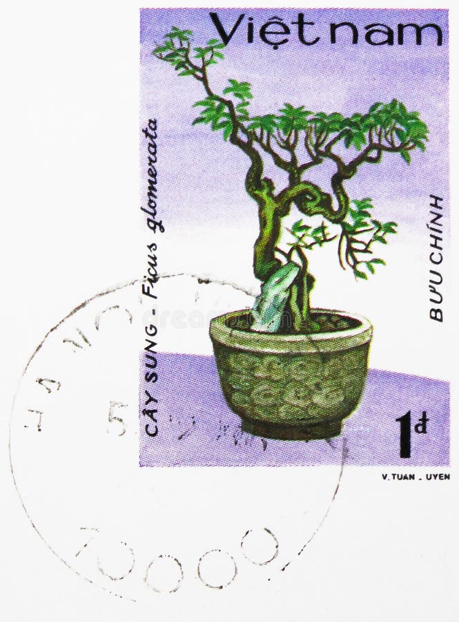 Ficus glomerata stock photos