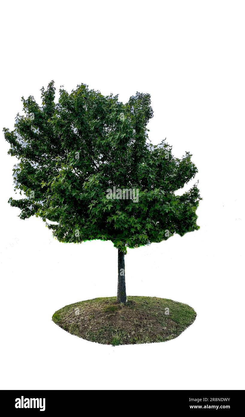 Sycamore tree trunk cut out stock images pictures