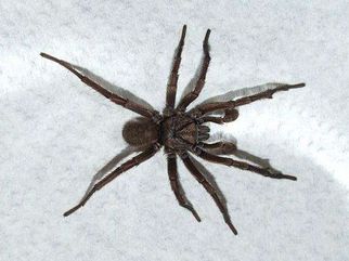 Pest control sydney spiders