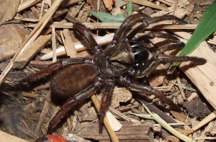 Sydney brown trapdoor spider wpc bioblitz invertebrates