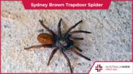 Sydney brown trapdoor spider