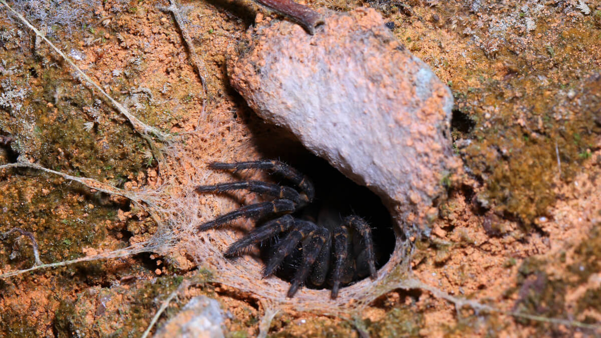 Trapdoor spiders in stralia fantastic pest control s