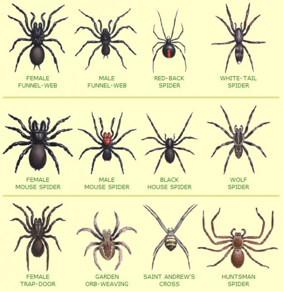 List of stralian spiders