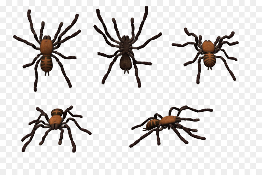 Spiders cartoon png download