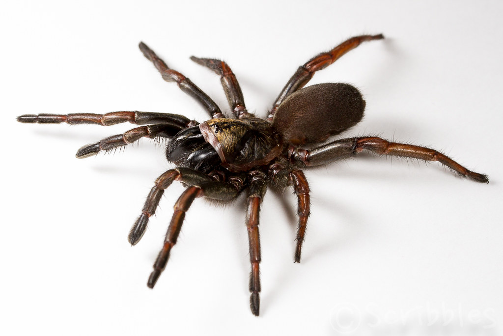 Sydney brown trapdoor spider misgolas rapax shaye byles
