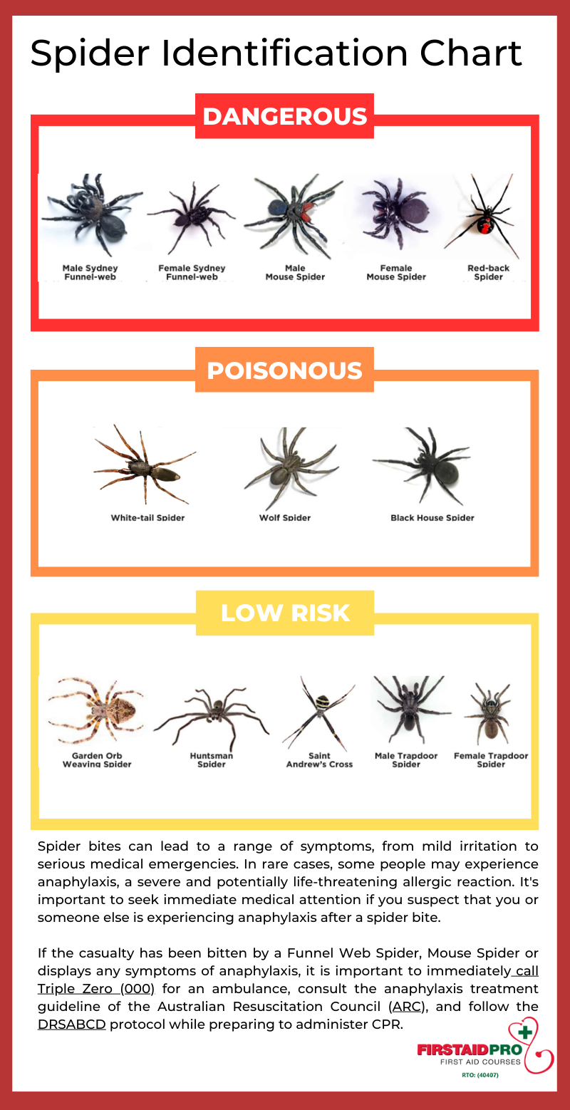 Spider identification