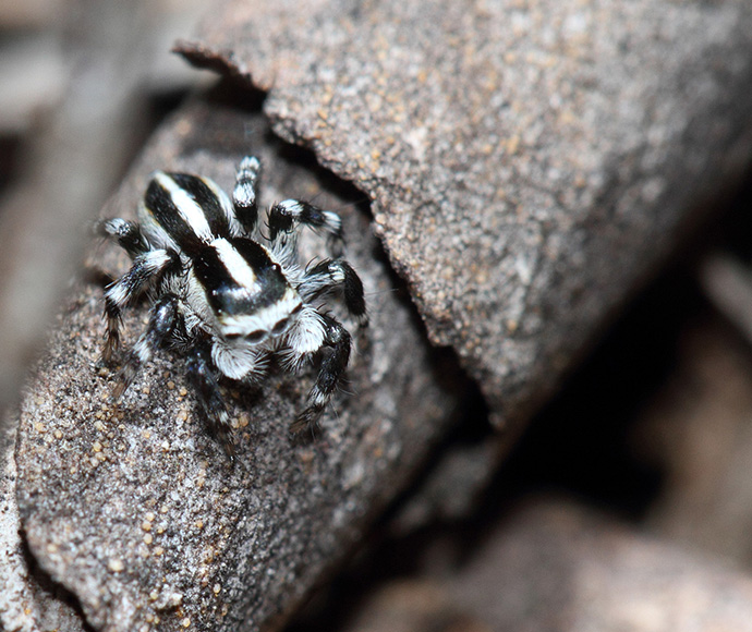 Spiders in sydney and heritage