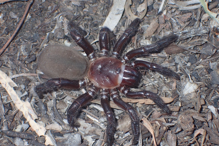 Rare and giant trapdoor spider species euoplos dignitas discovered in brigalow belt