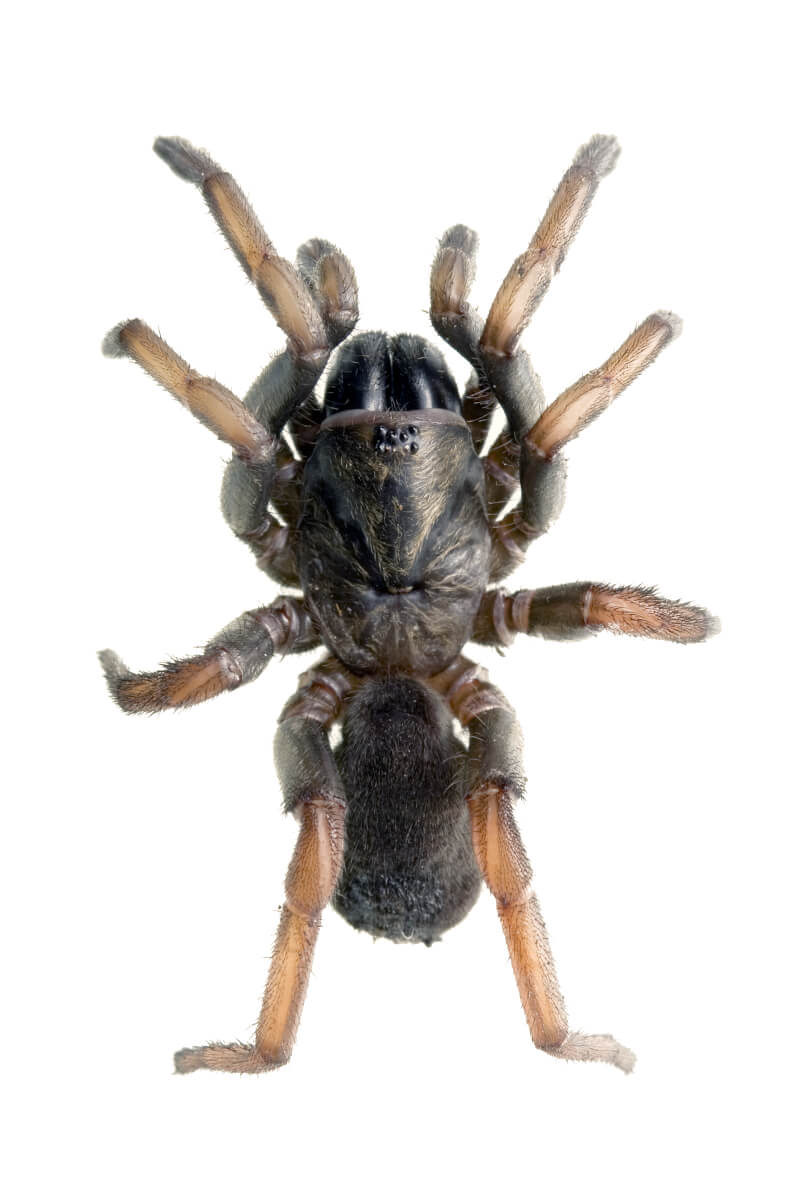 Trapdoor spiders in stralia fantastic pest control s