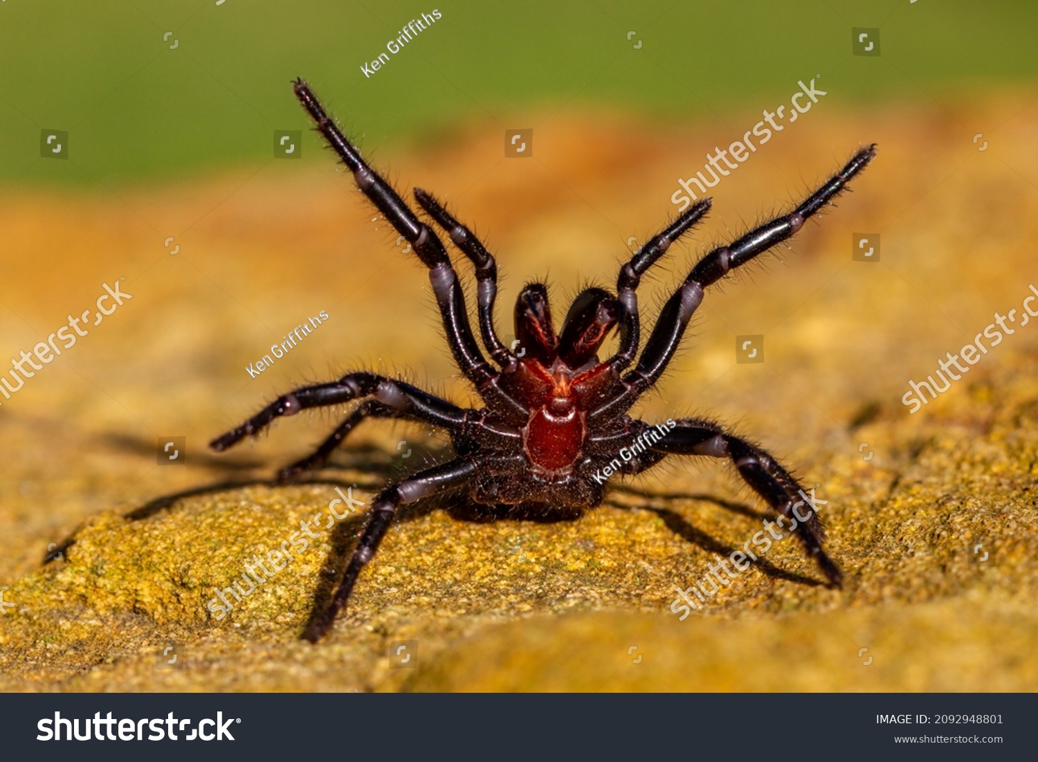 Sydney funnel web spider images stock photos d objects vectors