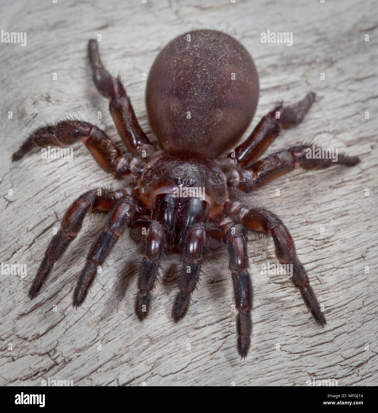 Brown trapdoor spider hi
