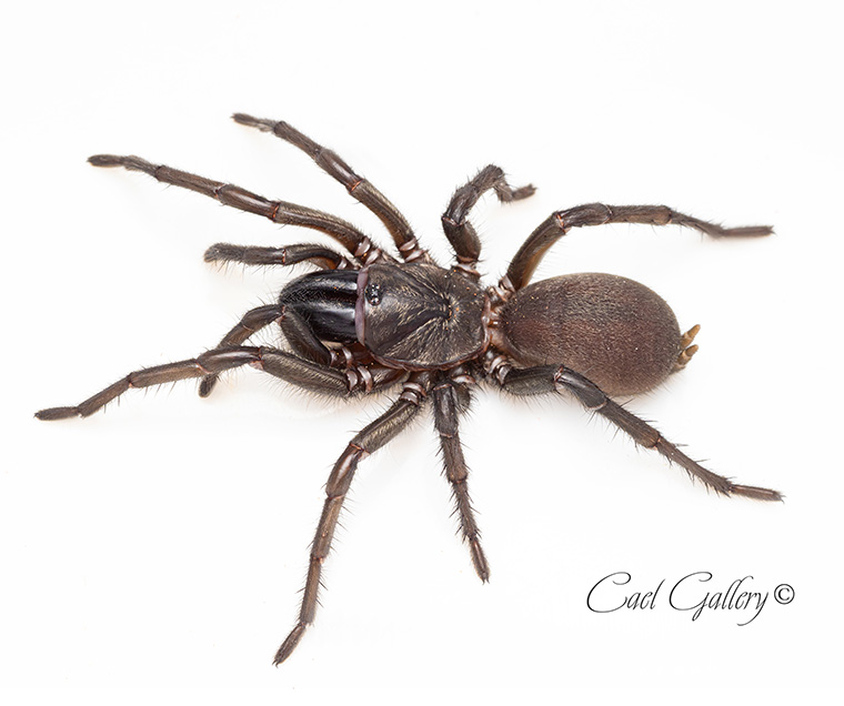 Anamidae open