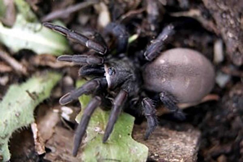 Worlds oldest known spider dies in australia oudtshoorn courant