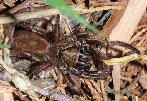 Sydney brown trapdoor spider misgolas rapax