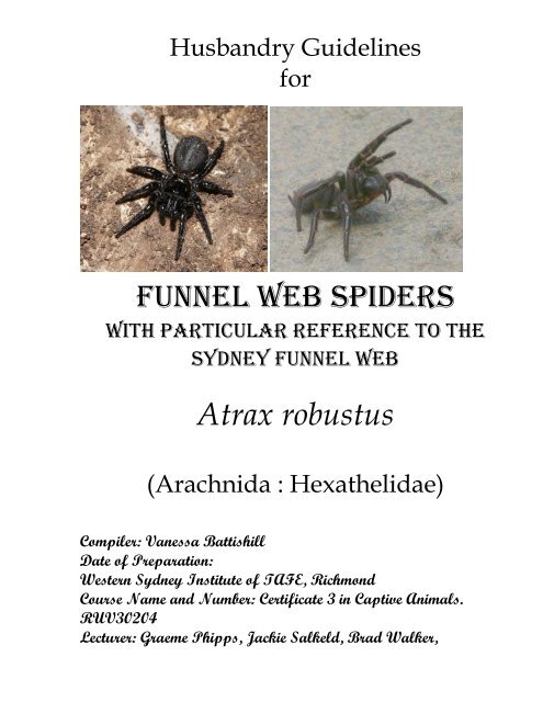 Funnel web spider
