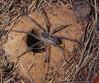 Spiders in sydney and heritage