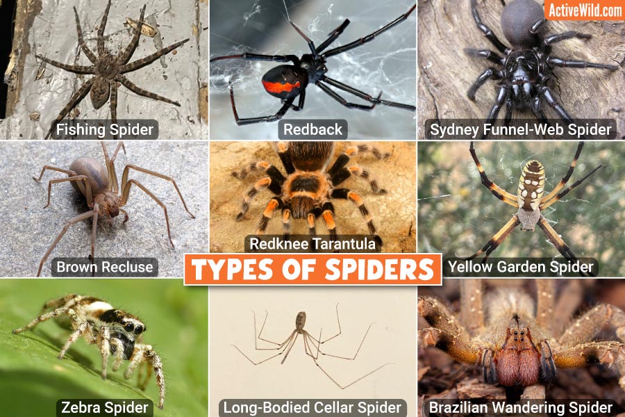 Types of spiders with pictures facts main spider groups