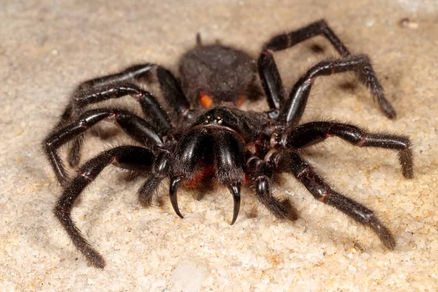 The biggest spiders crawling around victoria
