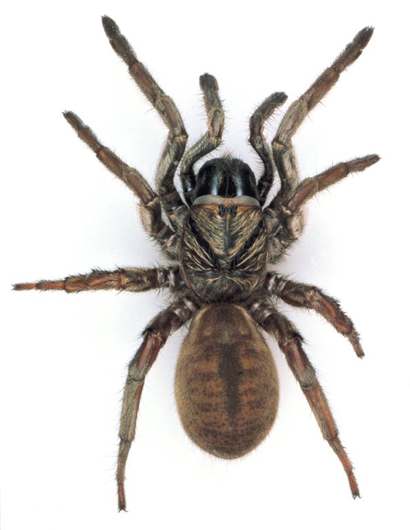 Sydney brown trapdoor spider