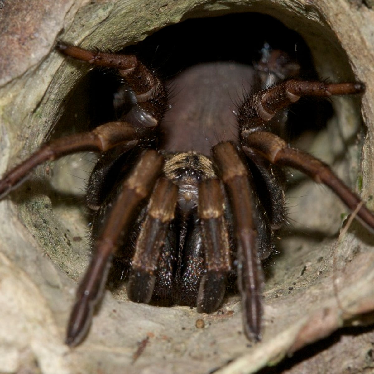 Im going to be sick a morning with an arachnophobe and kinds of spiders exhibitions the guardian
