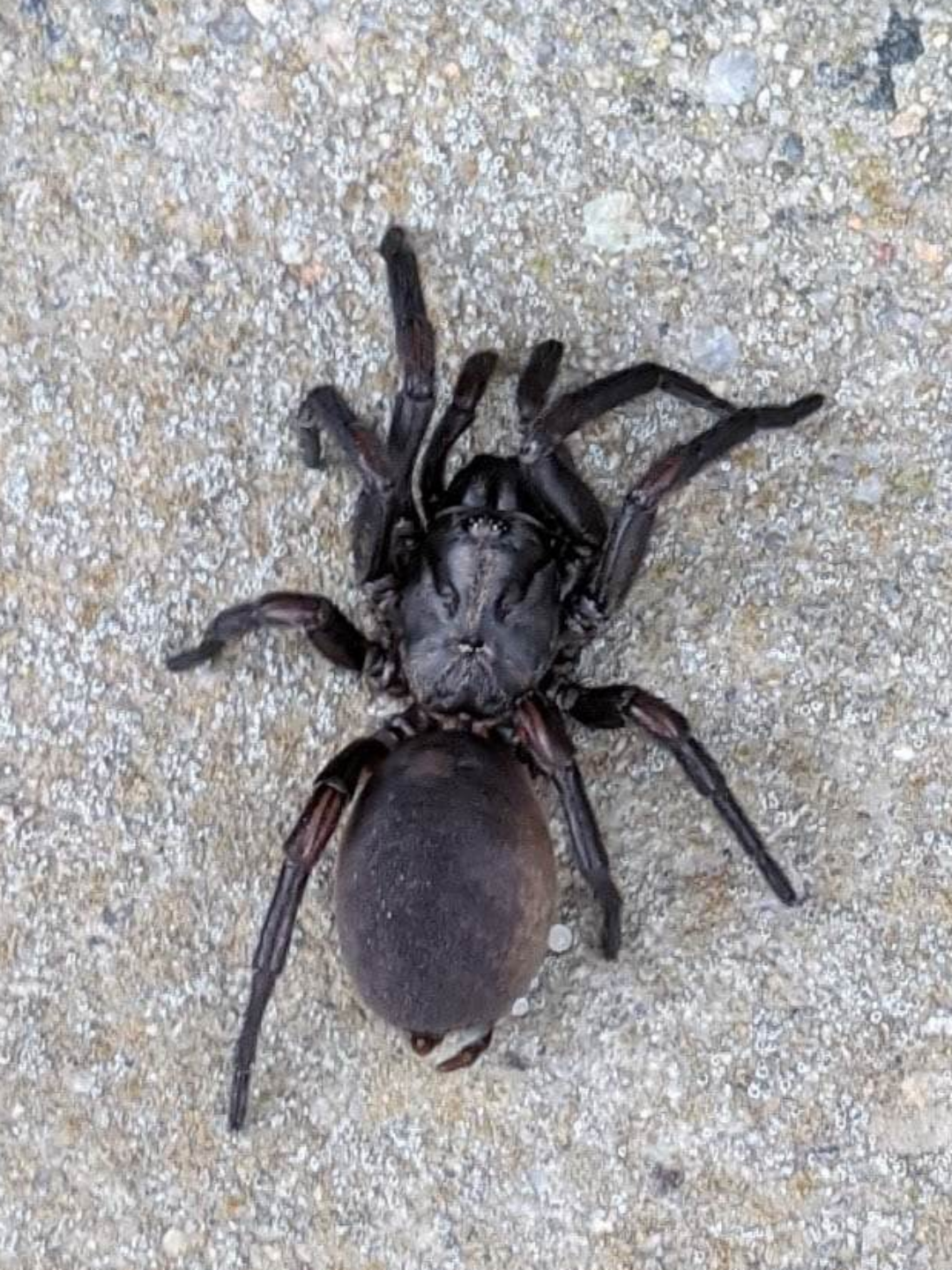 Found in victoria geelong region my first thought was a female sydney funnel web i was surprised to see a spider like this in victoria coaxed it out from under a bit